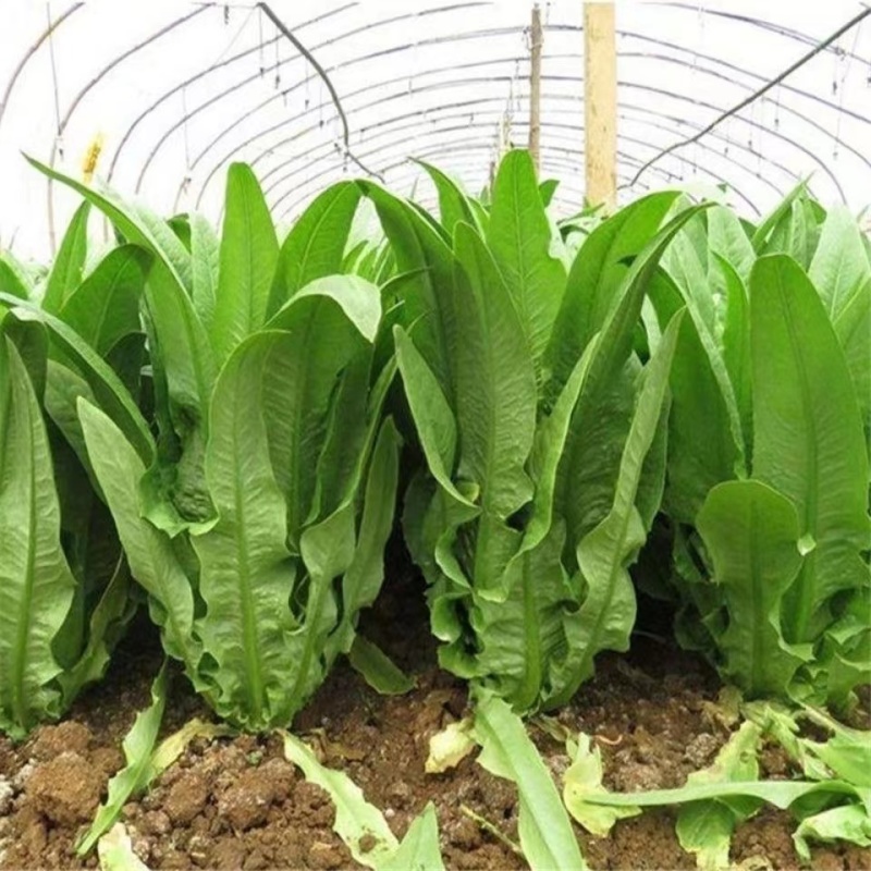 盛达香油麦菜种子四季种植质嫩爽口质地脆嫩味道清香适应性广
