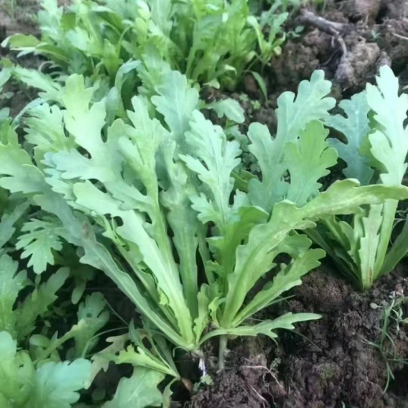 盛农花叶茼蒿种子四季种植纤维少品质好耐寒抗病