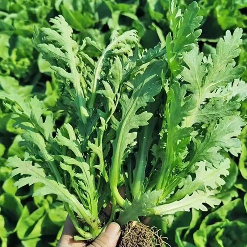 盛农花叶茼蒿种子四季种植纤维少品质好耐寒抗病