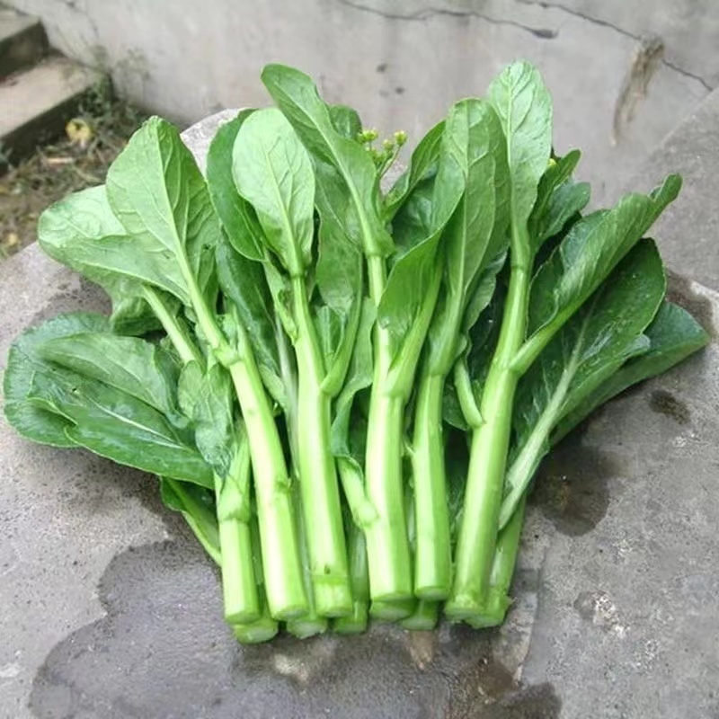 四九菜心种子四季阳台庭院盆栽优良菜心种子生长旺盛纤维少