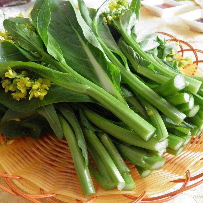 四九菜心种子四季阳台庭院盆栽优良菜心种子生长旺盛纤维少