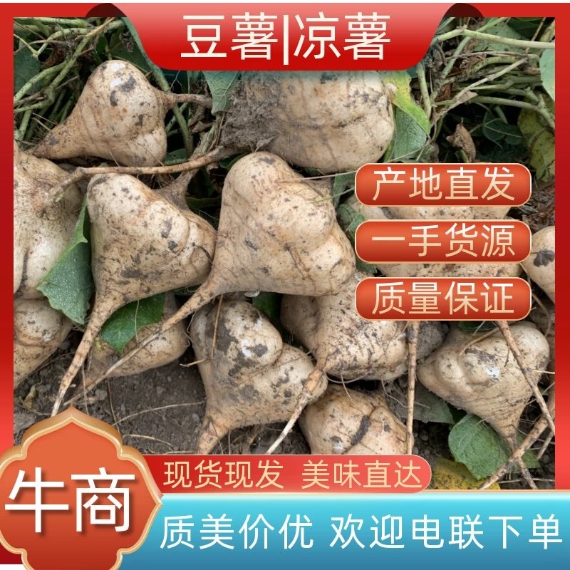 凉薯豆薯地瓜湖北产地一手货源现挖现发电联洽谈