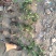 精品小杯石楠基地直供一手货源品质保证诚信经营