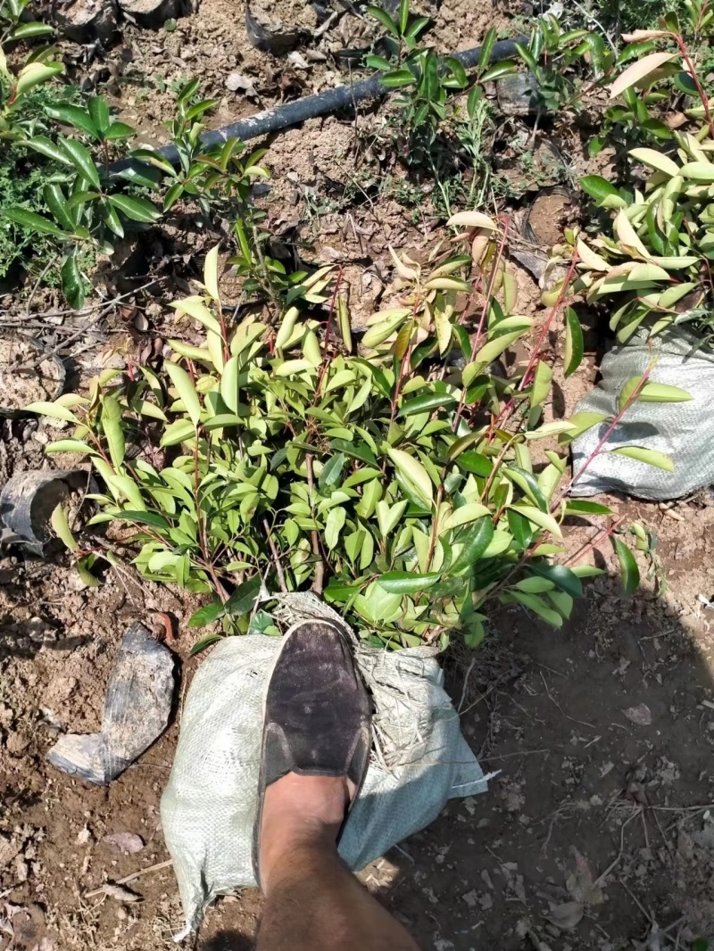 精品小杯石楠基地直供一手货源品质保证诚信经营