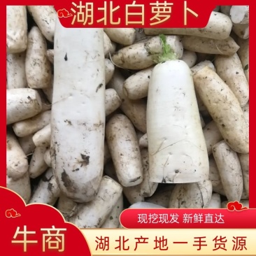 渣萝卜光头萝卜，原产地货源，大量现货欢迎来电咨询采购