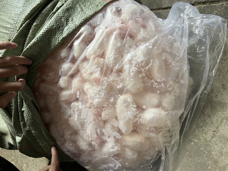鲜鱼泡/鲜鱼鳔/鱼胶/鲢鱼泡/鲤鱼泡/鱼肚/鱼籽工厂批发
