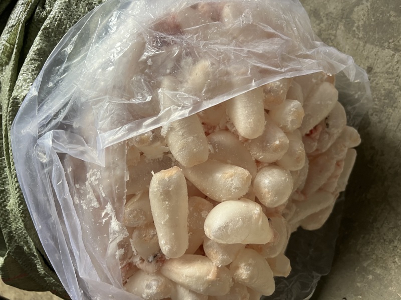 鲜鱼泡/鲜鱼鳔/鱼胶/鲢鱼泡/鲤鱼泡/鱼肚/鱼籽工厂批发