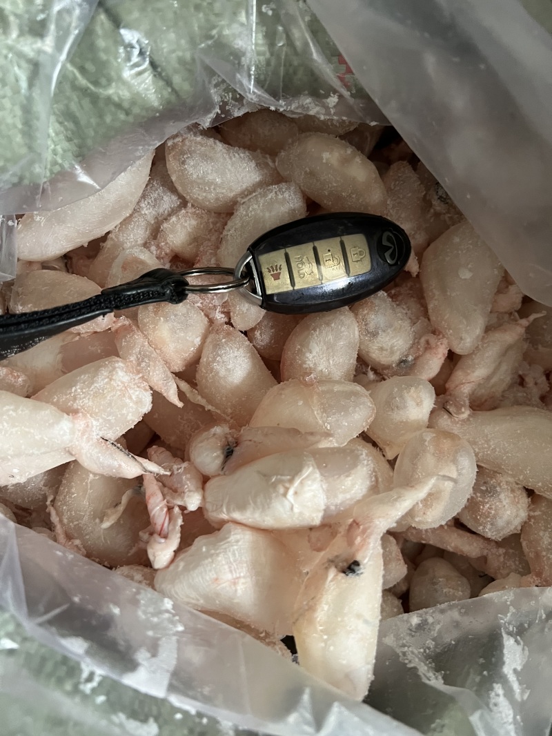 鲜鱼泡/鲜鱼鳔/鱼胶/鲢鱼泡/鲤鱼泡/鱼肚/鱼籽工厂批发