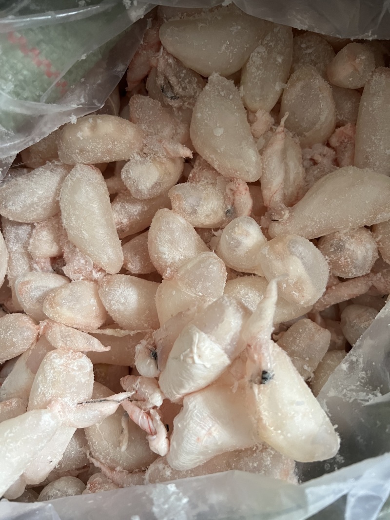 鲜鱼泡/鲜鱼鳔/鱼胶/鲢鱼泡/鲤鱼泡/鱼肚/鱼籽工厂批发