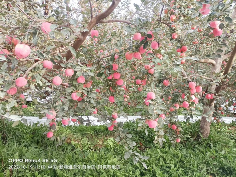 阿克苏冰糖心苹果套袋65-7470-7980以上