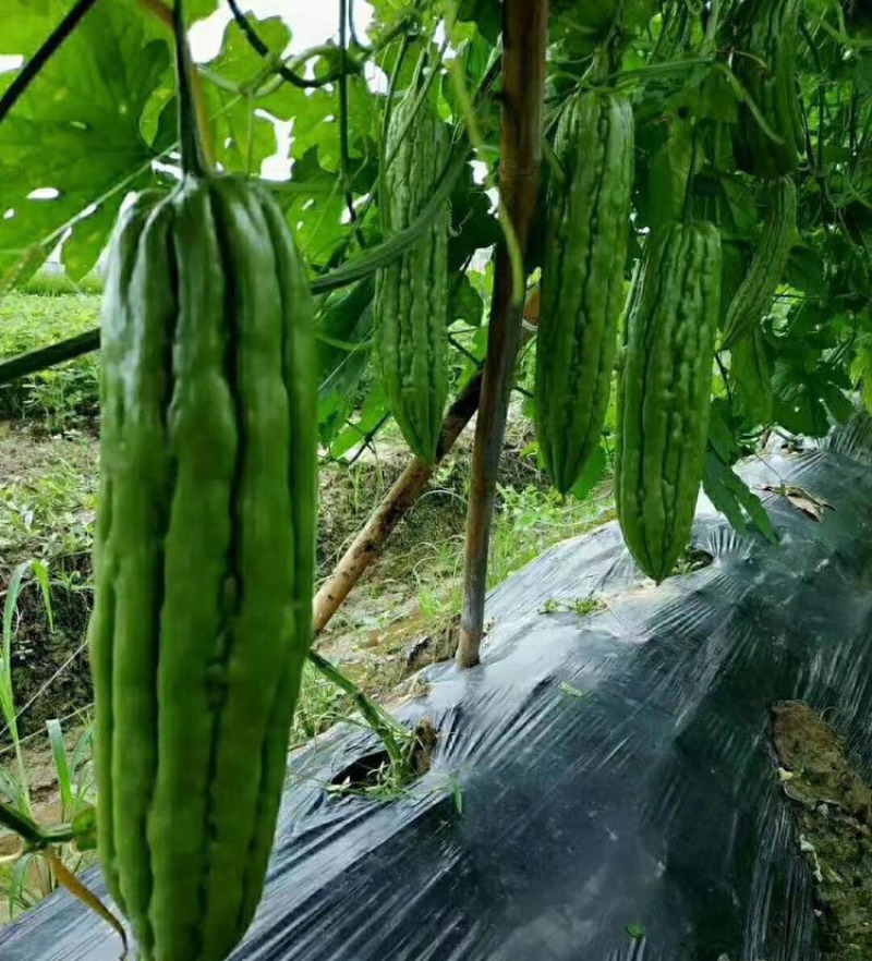 油绿肉杂交苦瓜苗直播苗嫁接苗高产苗场直供