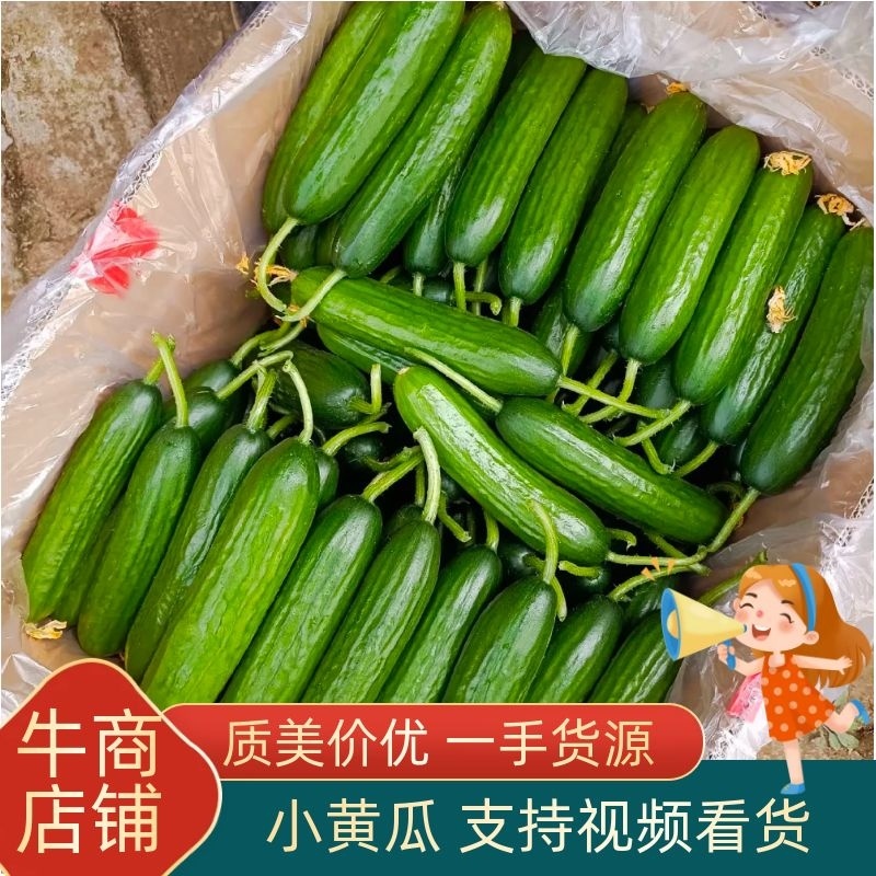 水果黄瓜、小黄瓜，青瓜，常年代收代发，欢迎咨询