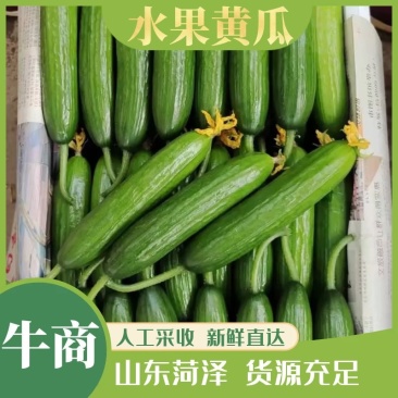 水果黄瓜,小黄瓜,青瓜,电商,商超,市场,代收代发