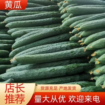 黄瓜密刺黄瓜**电商货（徐闻县特产便宜又好看