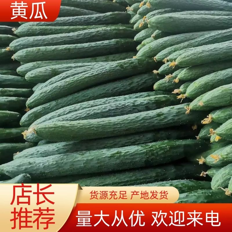 黄瓜密刺黄瓜**电商货（徐闻县特产便宜又好看