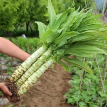 四季莴笋种子抗热耐寒品质好四季种植香味独特