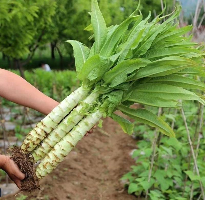 四季莴笋种子抗热耐寒品质好四季种植香味独特