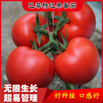 巴菲特早熟红果西红柿种籽大红番茄种子节位短番茄子种孑露天