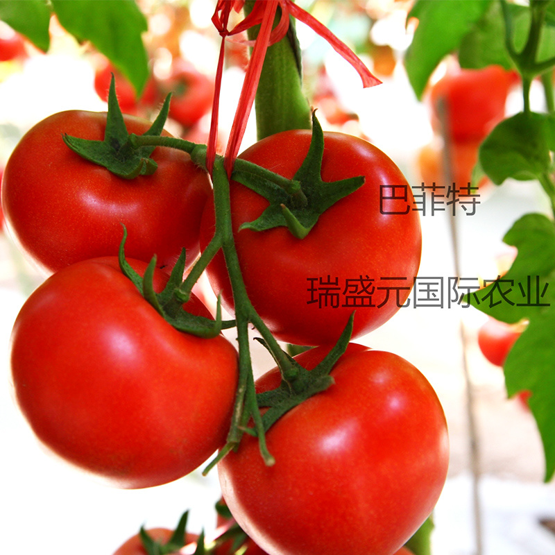 巴菲特早熟红果西红柿种籽大红番茄种子节位短番茄子种孑露天
