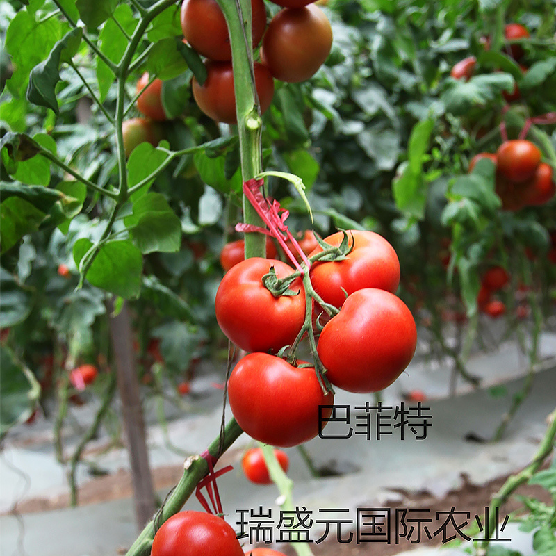 巴菲特早熟红果西红柿种籽大红番茄种子节位短番茄子种孑露天