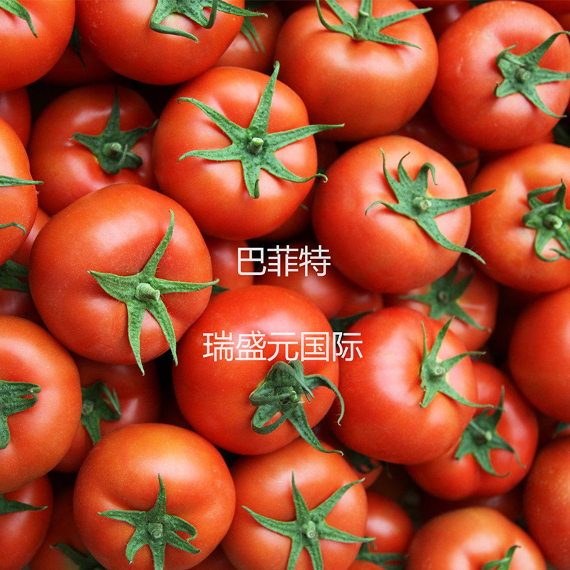 巴菲特早熟红果西红柿种籽大红番茄种子节位短番茄子种孑露天