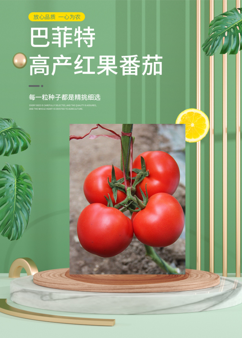 巴菲特早熟红果西红柿种籽大红番茄种子节位短番茄子种孑露天