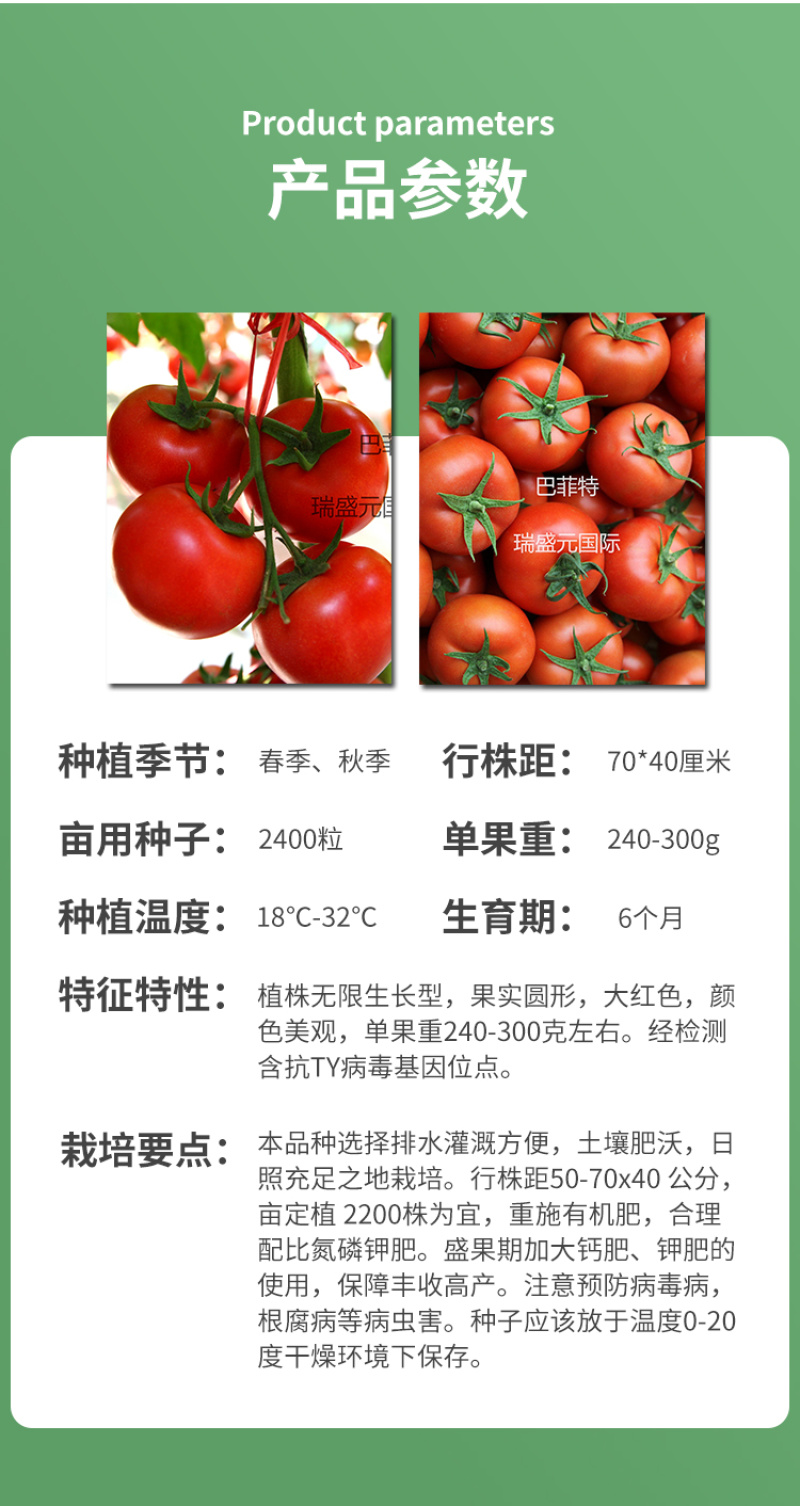 巴菲特早熟红果西红柿种籽大红番茄种子节位短番茄子种孑露天