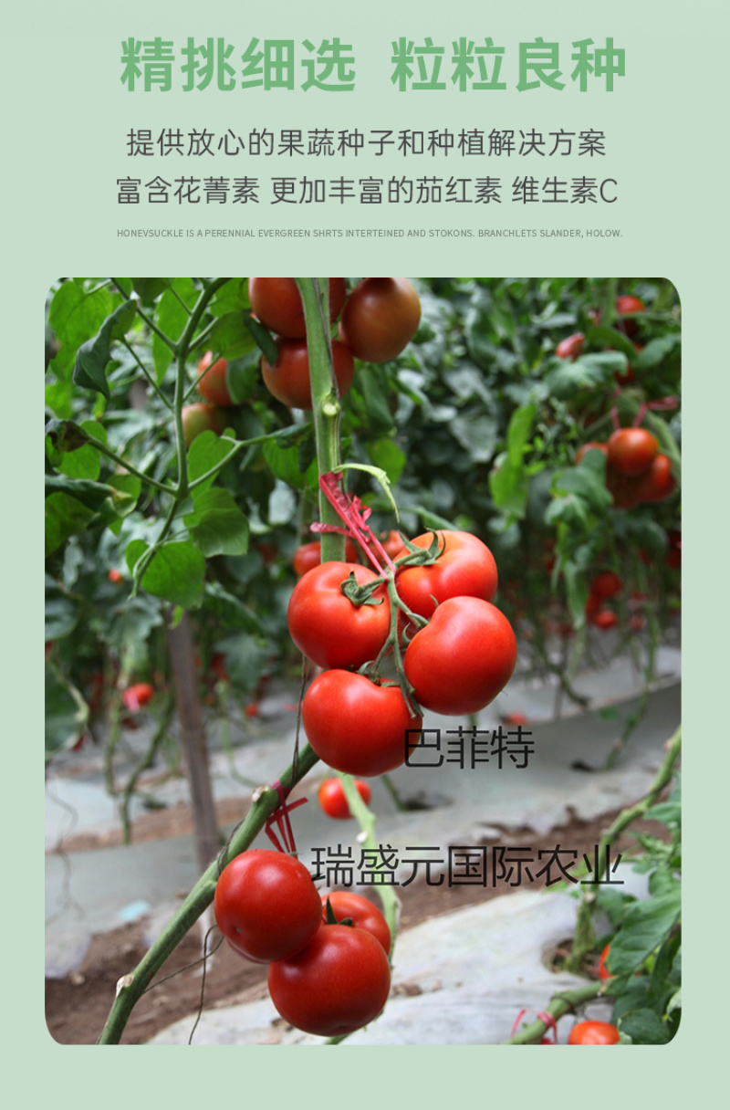 巴菲特早熟红果西红柿种籽大红番茄种子节位短番茄子种孑露天