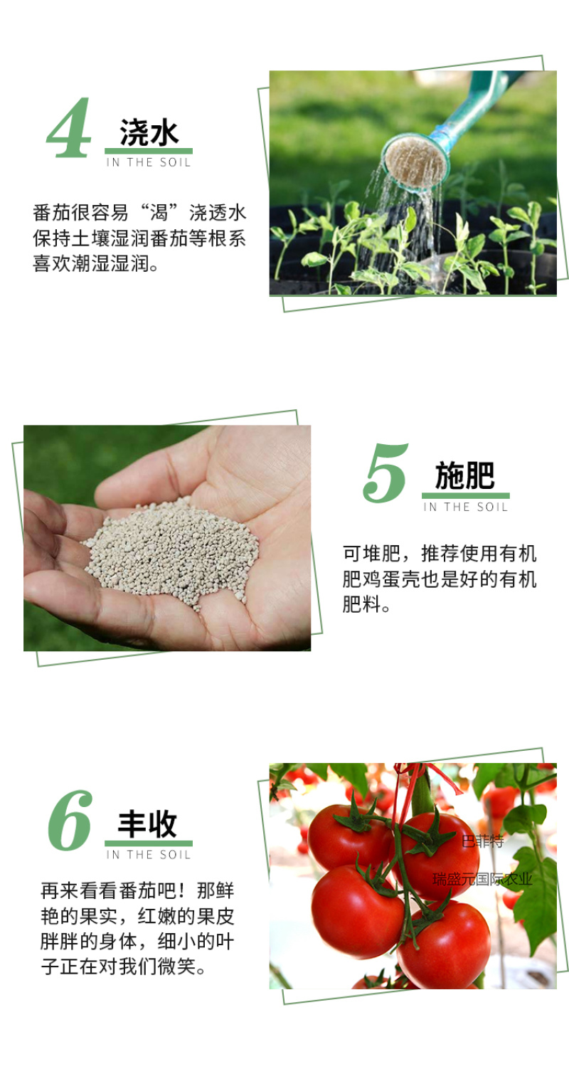 巴菲特早熟红果西红柿种籽大红番茄种子节位短番茄子种孑露天