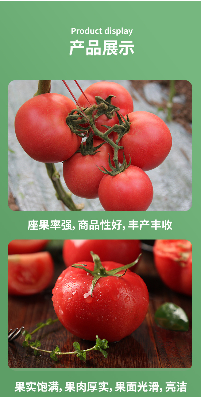 巴菲特早熟红果西红柿种籽大红番茄种子节位短番茄子种孑露天
