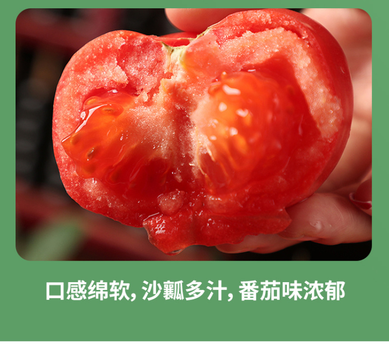 巴菲特早熟红果西红柿种籽大红番茄种子节位短番茄子种孑露天