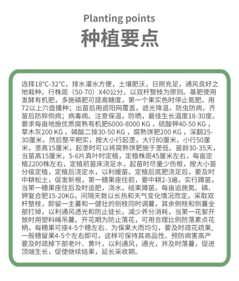 巴菲特早熟红果西红柿种籽大红番茄种子节位短番茄子种孑露天