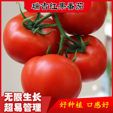 瑞吉红果番茄种籽西红柿种子种孑抗病毒耐寒大果高产口感好硬