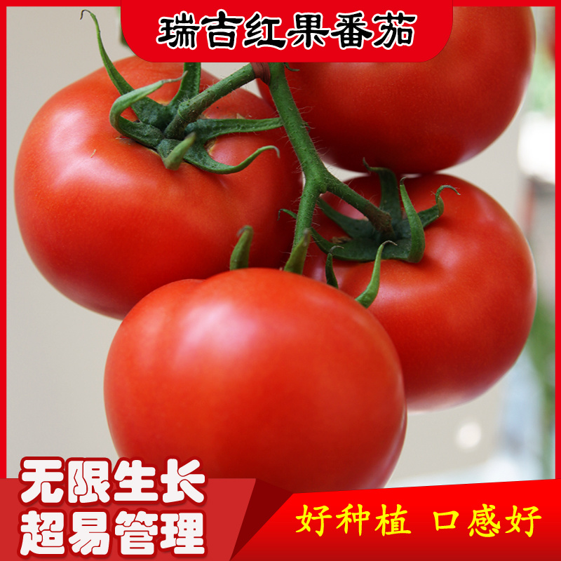 瑞吉红果番茄种籽西红柿种子种孑抗病毒耐寒大果高产口感好硬