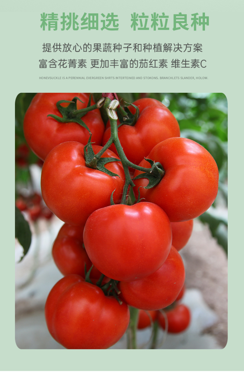 瑞吉红果番茄种籽西红柿种子种孑抗病毒耐寒大果高产口感好硬