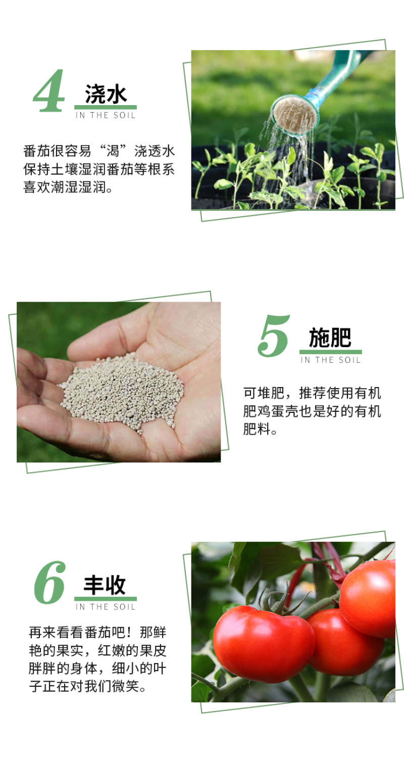 瑞吉红果番茄种籽西红柿种子种孑抗病毒耐寒大果高产口感好硬