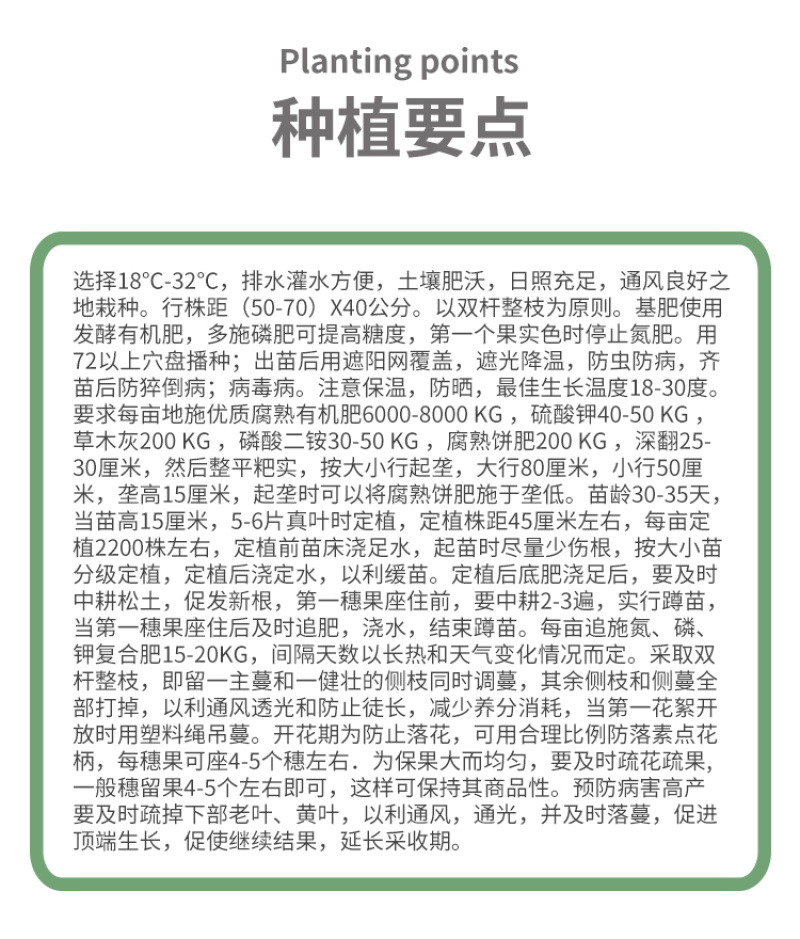 瑞吉红果番茄种籽西红柿种子种孑抗病毒耐寒大果高产口感好硬