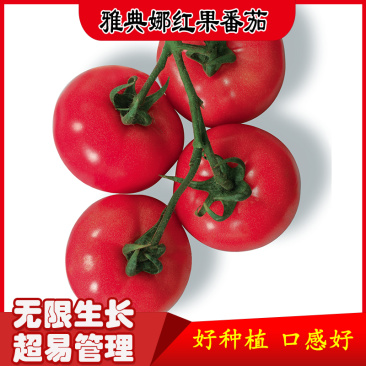 雅典娜大红果番茄种子抗病毒南北地区大棚越冬春秋种植蔬菜种