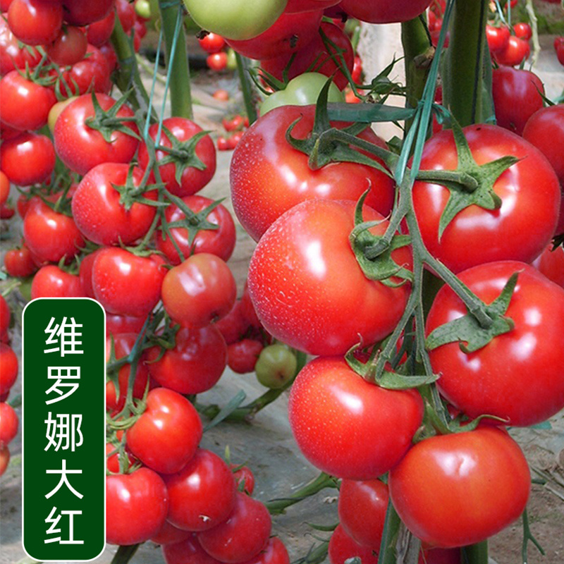 维罗娜超甜红果大西红柿大番茄种子高产春季秋季抗高温蔬菜种