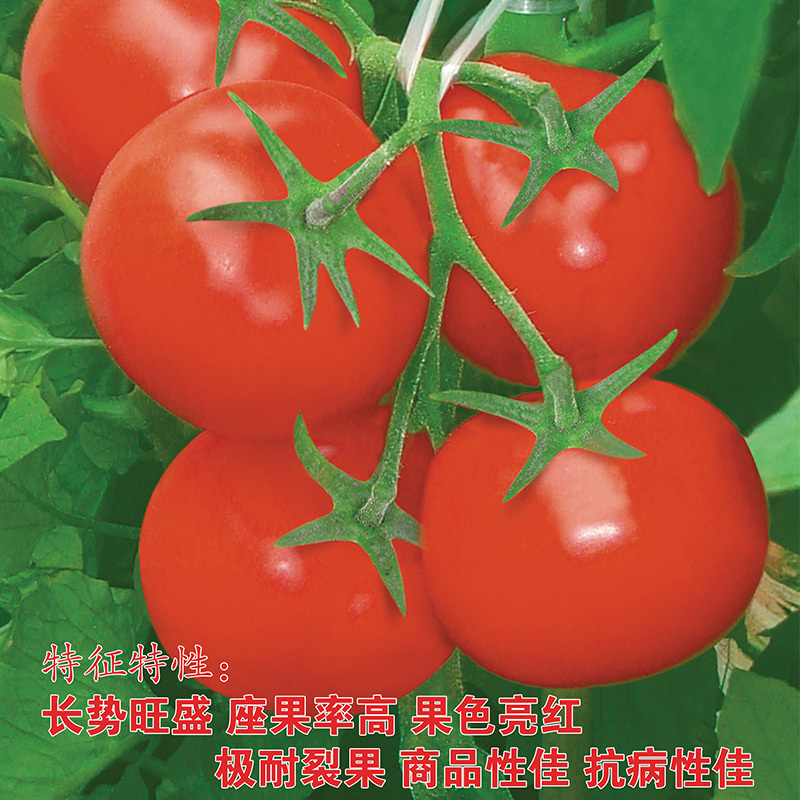 维罗娜超甜红果大西红柿大番茄种子高产春季秋季抗高温蔬菜种