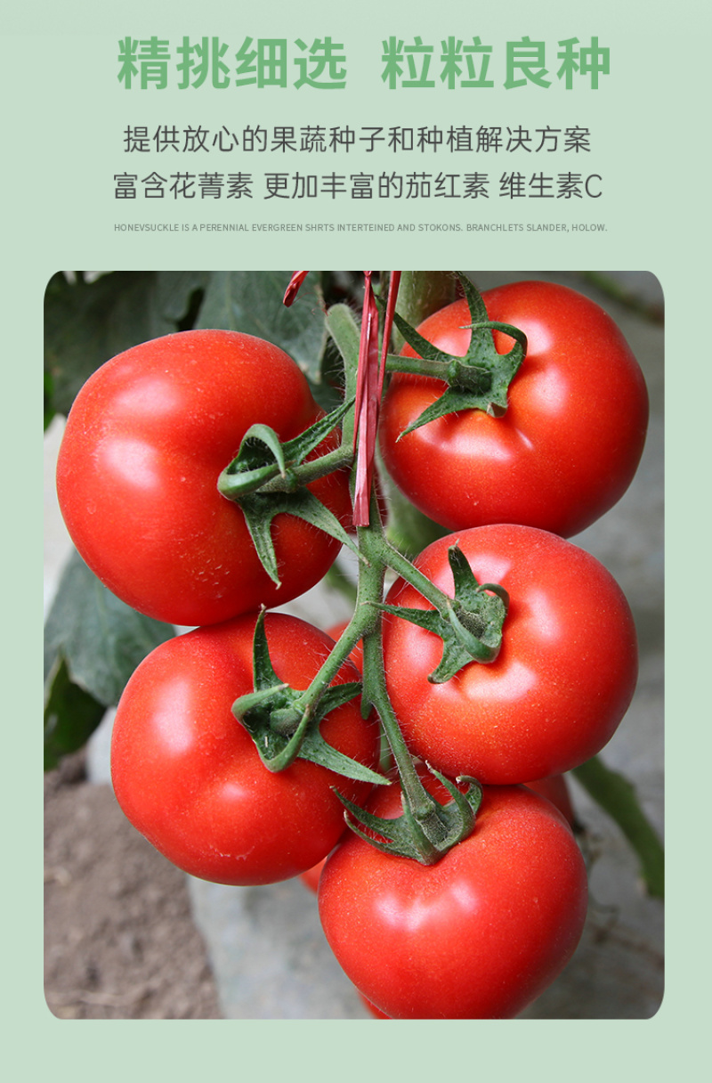 维罗娜超甜红果大西红柿大番茄种子高产春季秋季抗高温蔬菜种