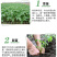 维罗娜超甜红果大西红柿大番茄种子高产春季秋季抗高温蔬菜种