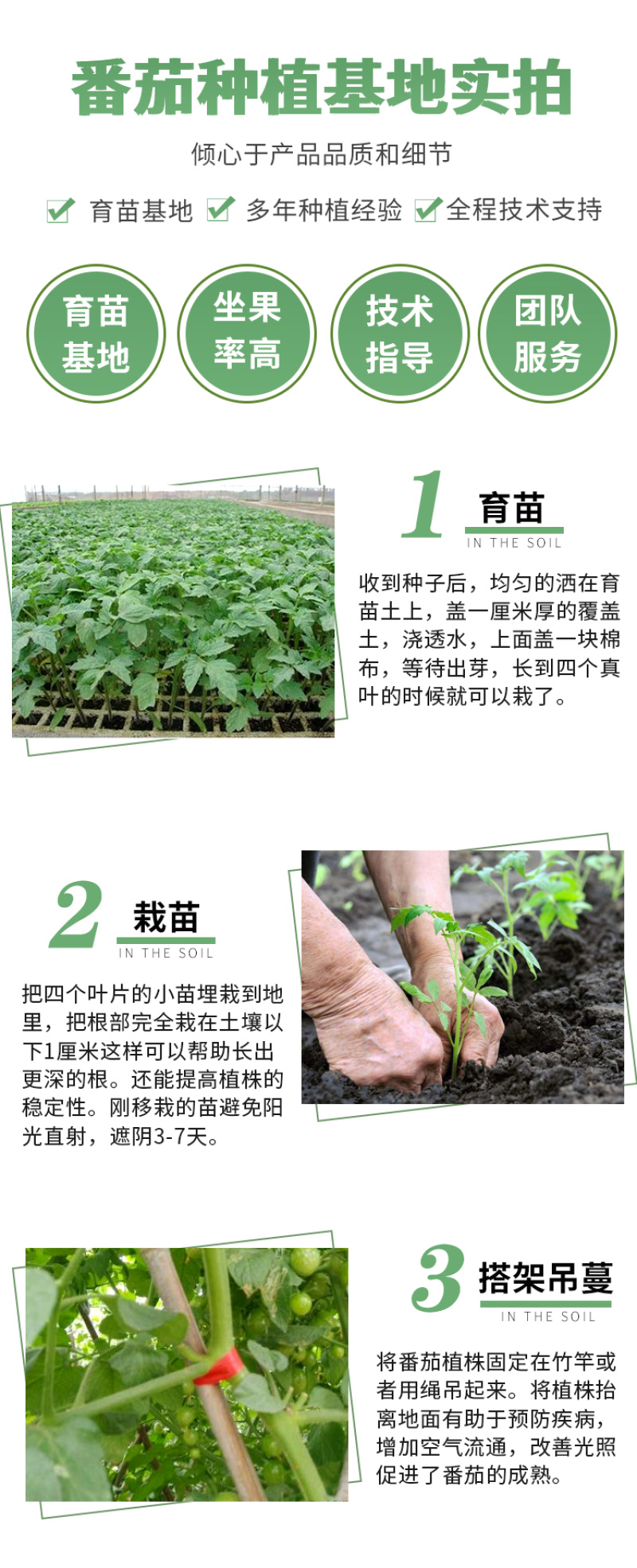 维罗娜超甜红果大西红柿大番茄种子高产春季秋季抗高温蔬菜种