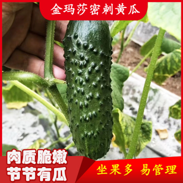 金玛莎黄瓜种子水果黄瓜种籽春季夏秋四季高产阳台盆栽蔬菜种