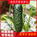 金玛莎黄瓜种子水果黄瓜种籽春季夏秋四季高产阳台盆栽蔬菜种