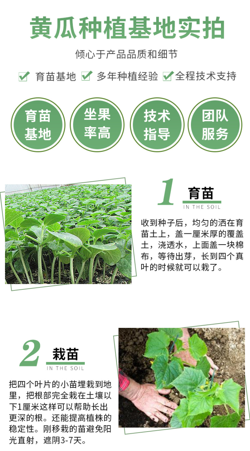 金玛莎黄瓜种子水果黄瓜种籽春季夏秋四季高产阳台盆栽蔬菜种