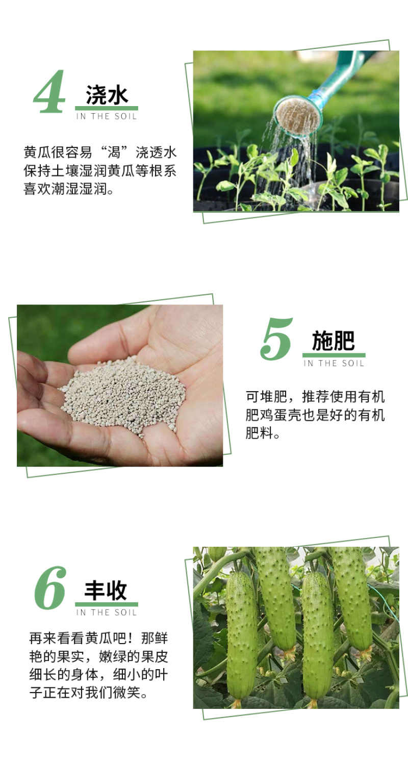 金玛莎黄瓜种子水果黄瓜种籽春季夏秋四季高产阳台盆栽蔬菜种