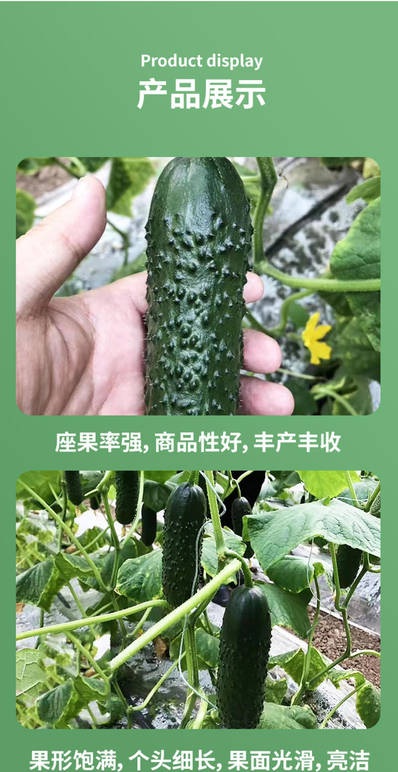 金玛莎黄瓜种子水果黄瓜种籽春季夏秋四季高产阳台盆栽蔬菜种