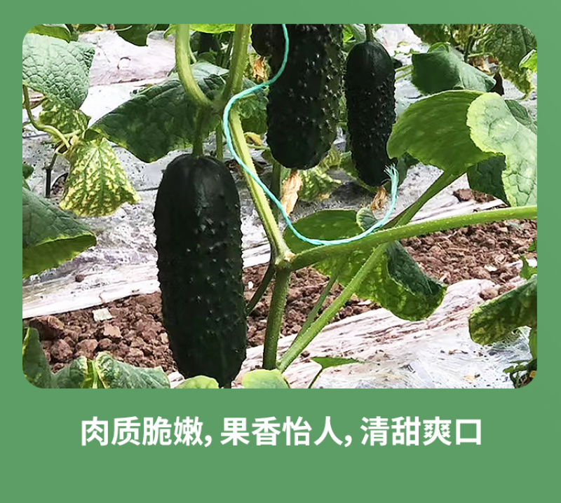 金玛莎黄瓜种子水果黄瓜种籽春季夏秋四季高产阳台盆栽蔬菜种