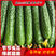 威龙100黄瓜种子春夏秋冬季高产绿瓢密刺黄瓜种籽四季种子